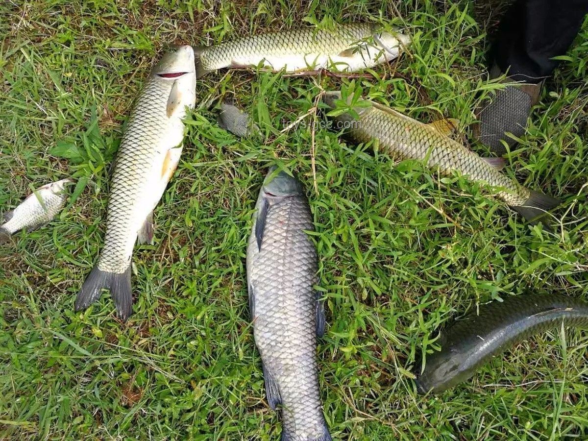 **和小飞哥共赴巨物钓场，300条大青鱼的财富之旅🎣**